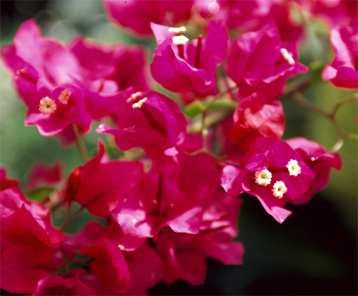 National Flower