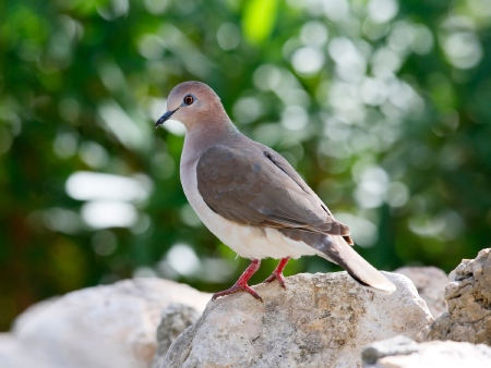 National Bird